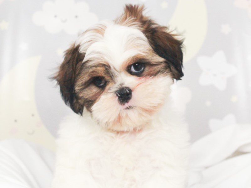 Shih Tzu