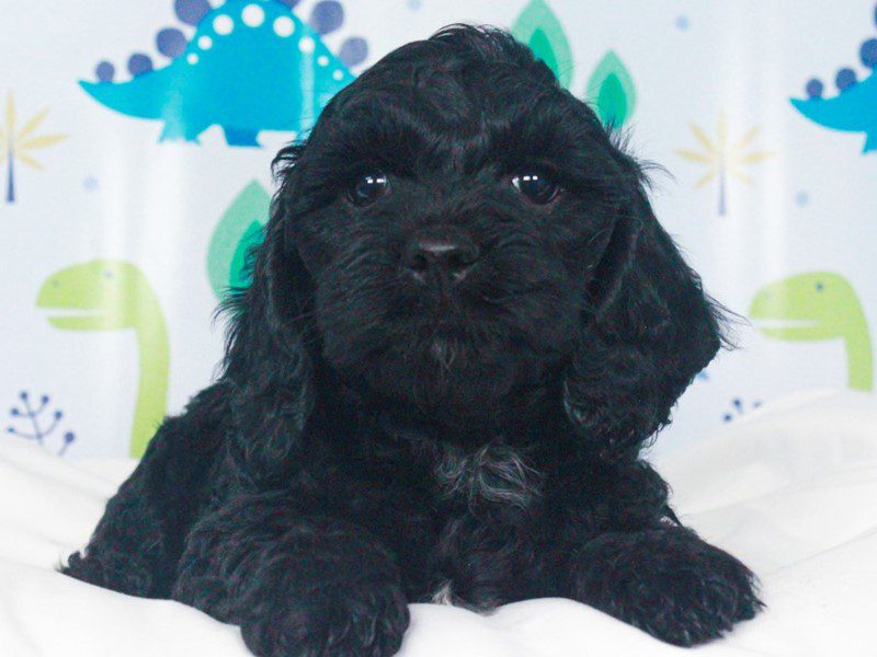 Cockapoo
