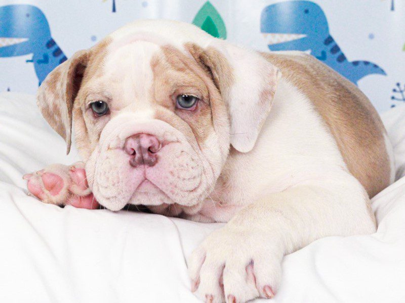 English Bulldog