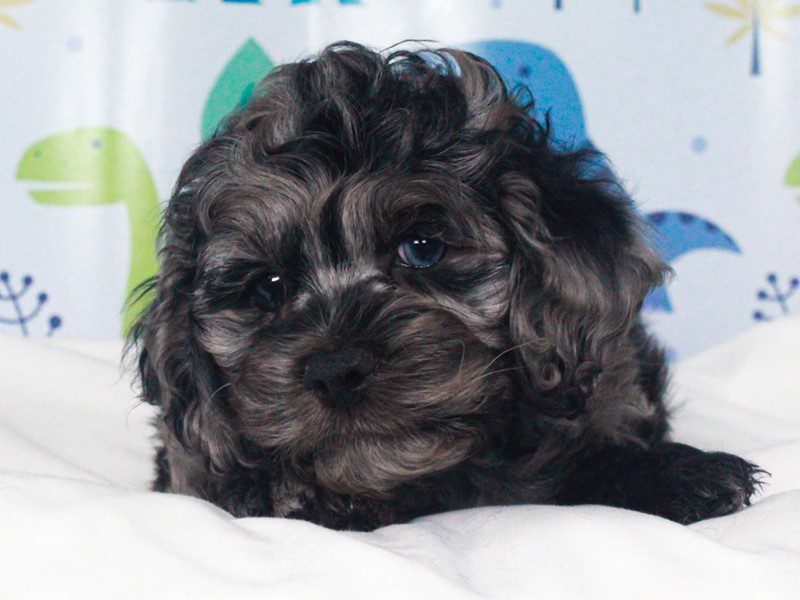 Cockapoo