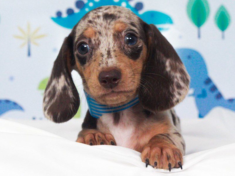 Dachshund