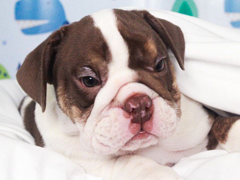 English Bulldog