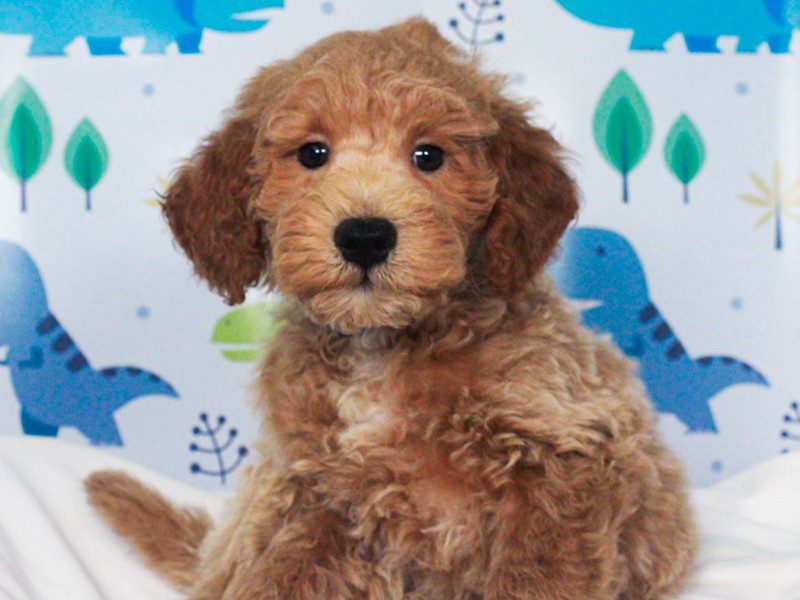 Mini Goldendoodle