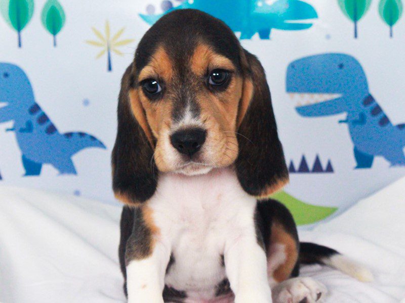 Beagle