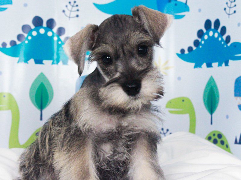 Mini Schnauzer