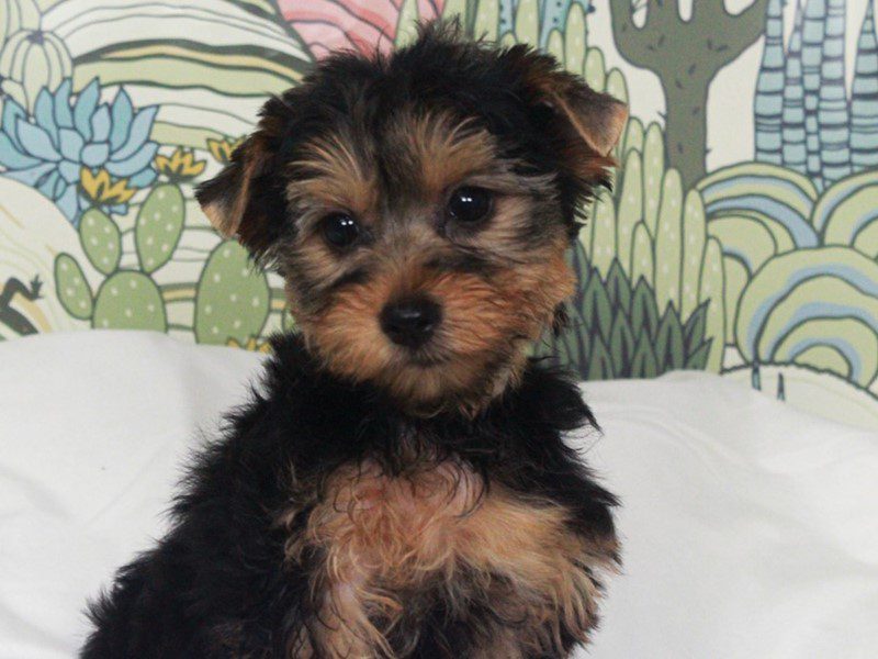 Yorkshire Terrier