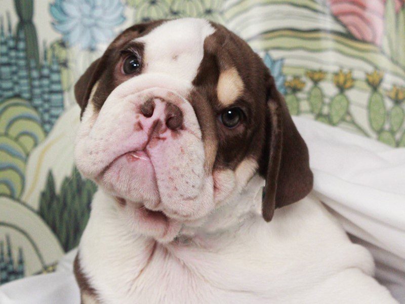 English Bulldog
