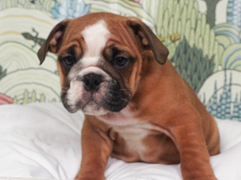English Bulldog