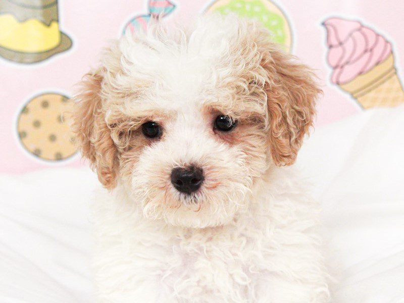 Maltipoo