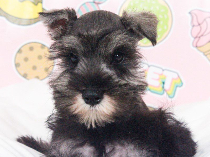 Mini Schnauzer