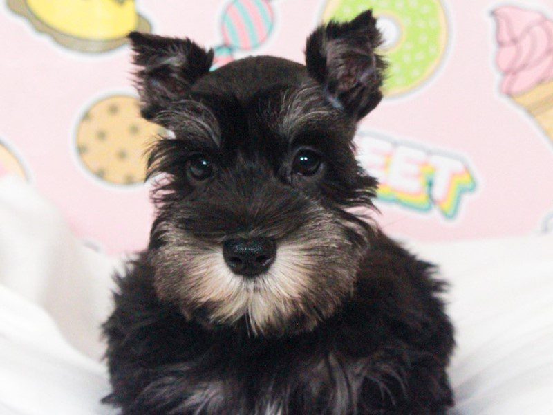 Mini Schnauzer