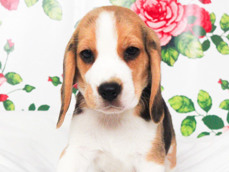 Beagle