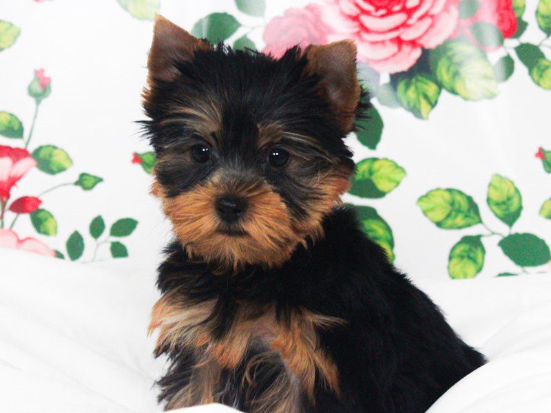 Yorkshire Terrier