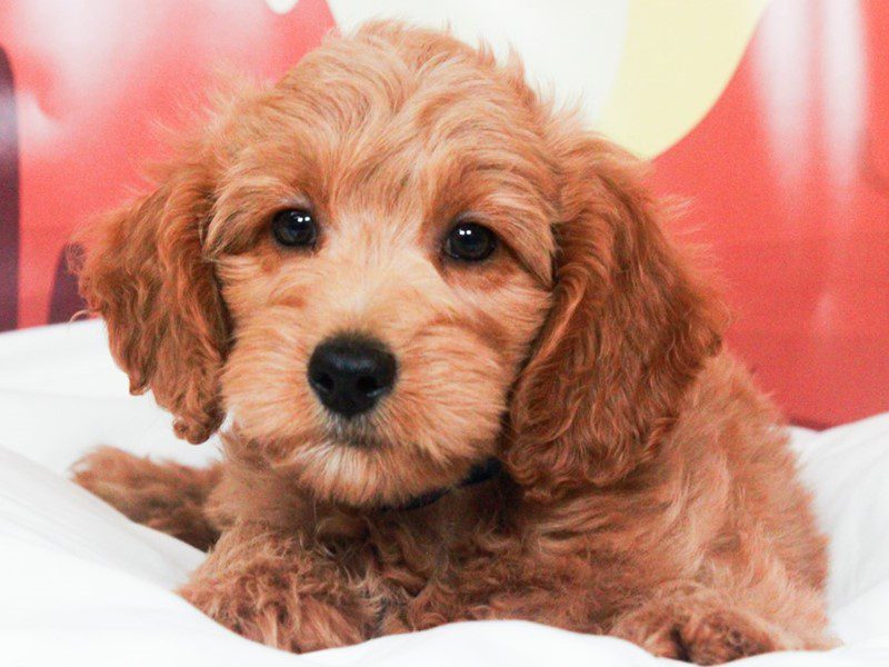 Mini Goldendoodle