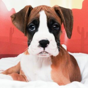 Boxer - 49489