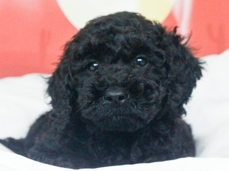 Mini Goldendoodle