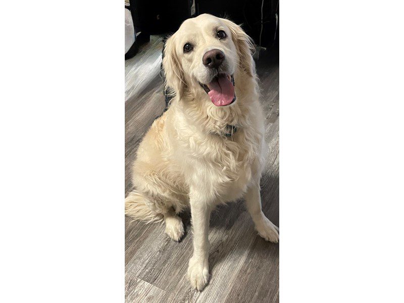 Golden Retriever in Scottsdale, AZ