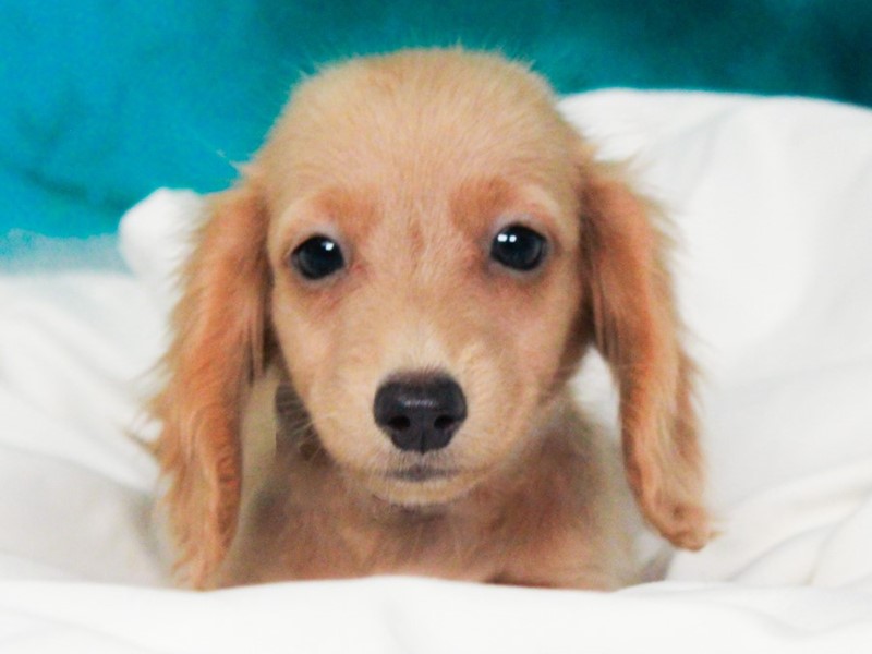 Dachshund