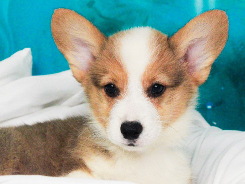 Pembroke Welsh Corgi