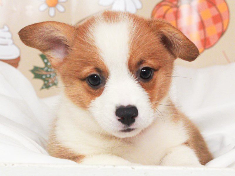 Pembroke Welsh Corgi