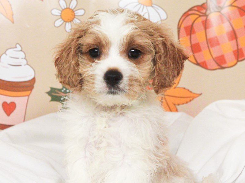 Cavapoo