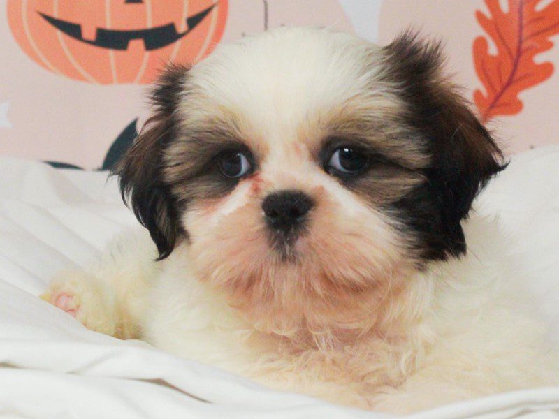 Shih Tzu