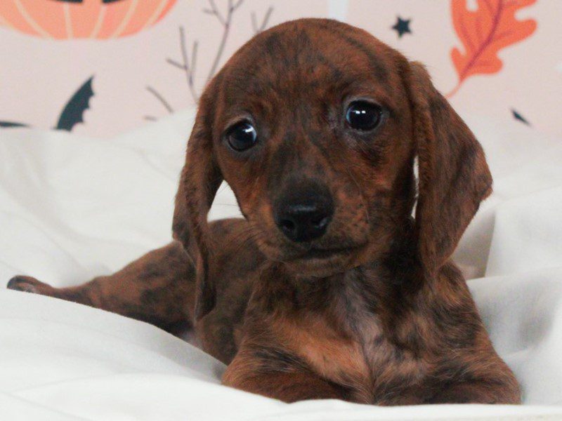 Dachshund