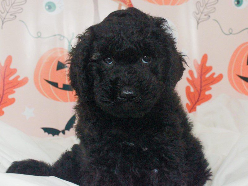 Mini Goldendoodle