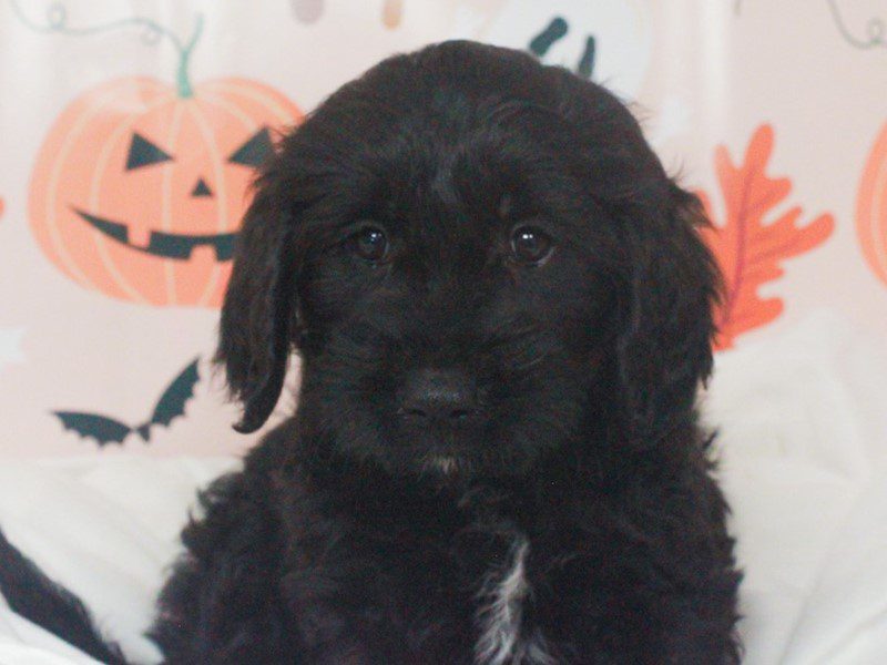 Mini Goldendoodle