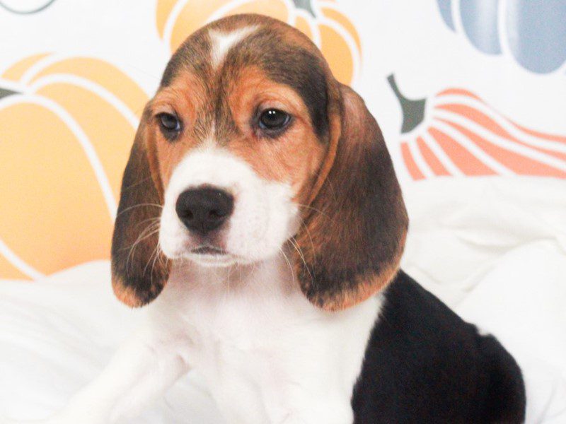 Beagle