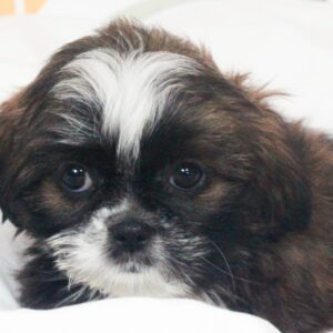 Shih Tzu - 49763