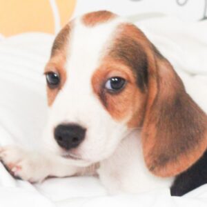Beagle - 49758
