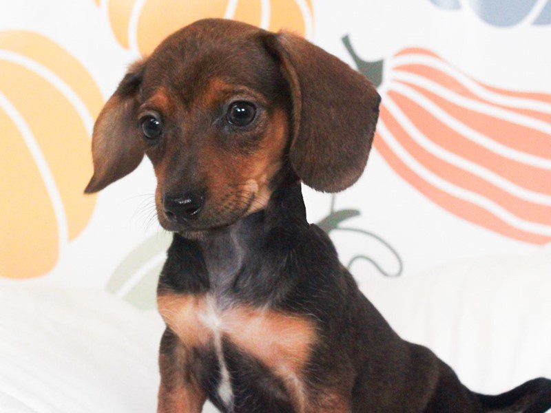 Dachshund