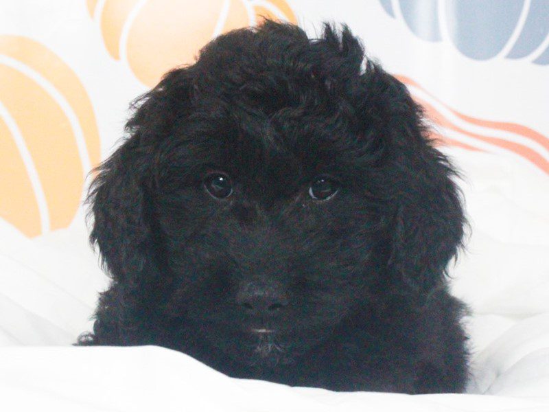 Mini Goldendoodle