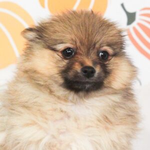 Pomeranian - 49735