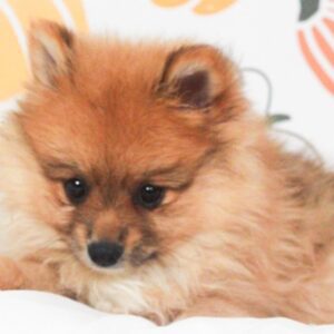 Pomeranian - 49736