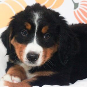 Bernese Mountain Dog - 49679