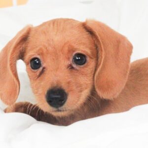 Dachshund - 49712