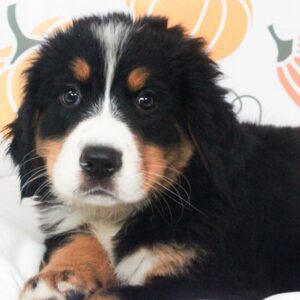 Bernese Mountain Dog - 49678
