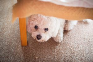 Cute white maltese dog hiding under sofa, fearful and frightened