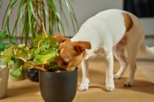 Small white and brown dog sniffs potted plant indoors. Curious Jack Russell Terrier surrounded by houseplants. Cute pet at home