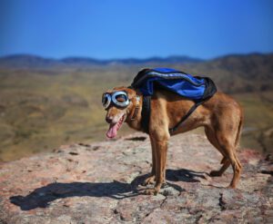 a dog standing on a mountain top with a canvas backpack looking over a skyline toned with a retro vintage instagram filter