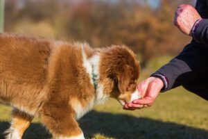 man gives his Australian Shepherd puppy a treat