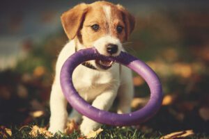 Dog breed Jack Russell Terrier playing in autumn park.