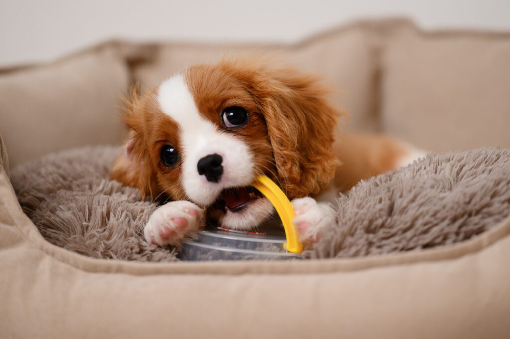 Charles Spaniel dog chews on plastic toy while teething