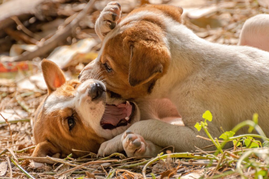 Two puppies lying on the ground, biting and playing with each other