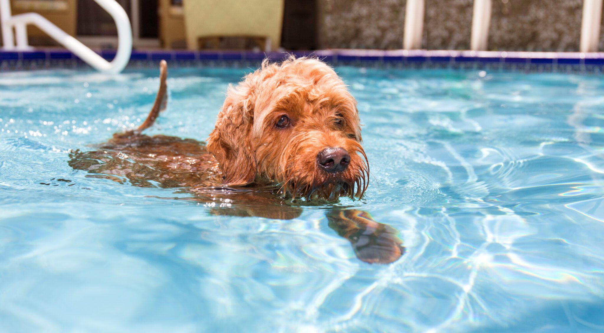 How to Teach Your Dog to Swim 6 Tips to Make Swimming Fun!
