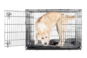 Happy alabai shepherd puppy in an iron box isolated white background