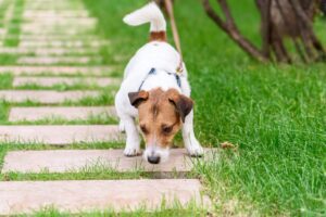 Jack Russell Terrier dog at park searching something