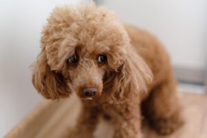 A scared poodle demonstrates "whale eye"